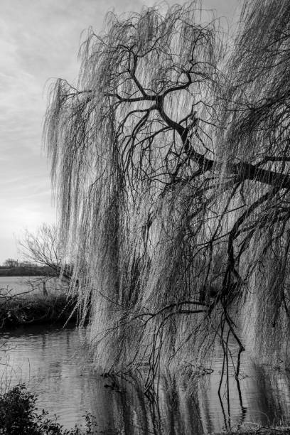 weeping willow weeping willow on river Ouse willow tree photos stock pictures, royalty-free photos & images