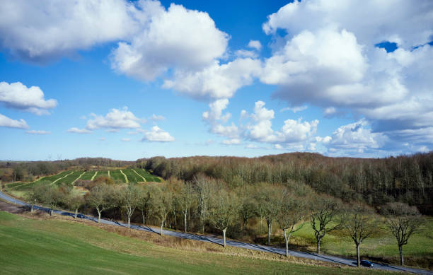 Danish landscape with forest and Christmas trees
