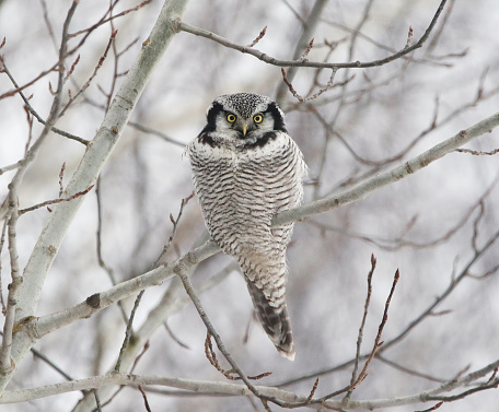 Northern Hawk Owl sitting on a branch in a wild winter forest