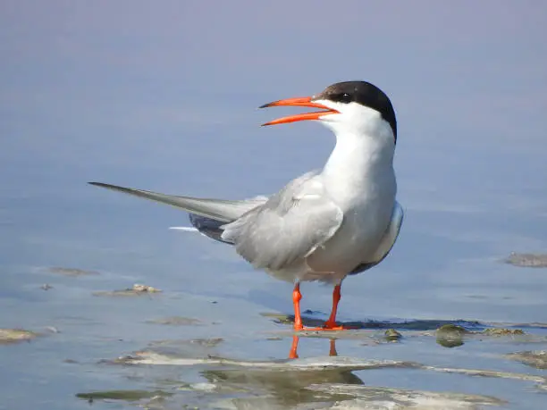 Real photo of Common Tern at seacoast