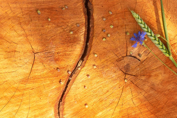 Cornflower and spikelet flower on a cracked stump. Tree rings texture. Wooden background pattern.