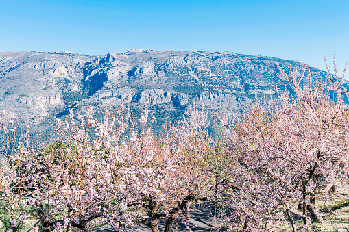 Blooming Mirabelle plum (Prunus domestica L.) in spring