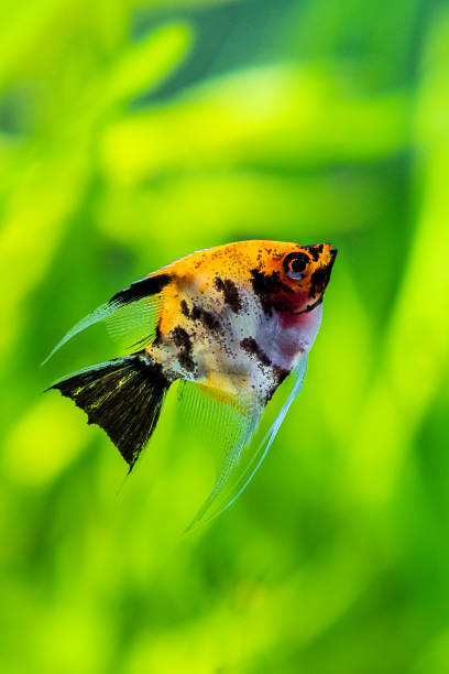 istock Koi Angelfish (Pterophyllum scalare) swimming in tank fish with blurred background 1307463341