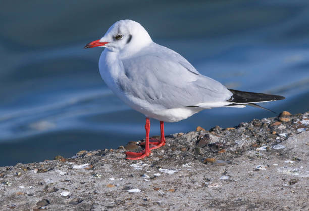 istock wild birds in nature 1307463383