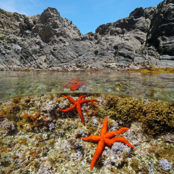 istock Red sea stars underwater Mediterranean sea 1307463940