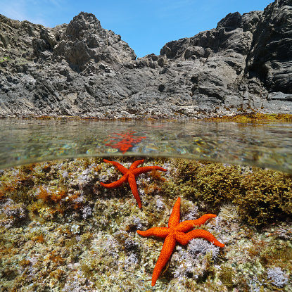 Two red sea stars, Echinaster sepositus, underwater near rocky shore, split view above and below water surface, Mediterranean sea, France