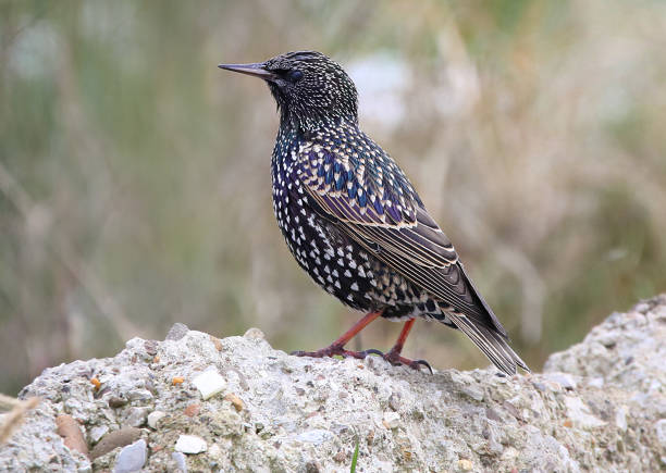 istock wild birds in nature 1307463951