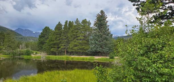 istock Spruce Trees by Sprague Lake 1307464085