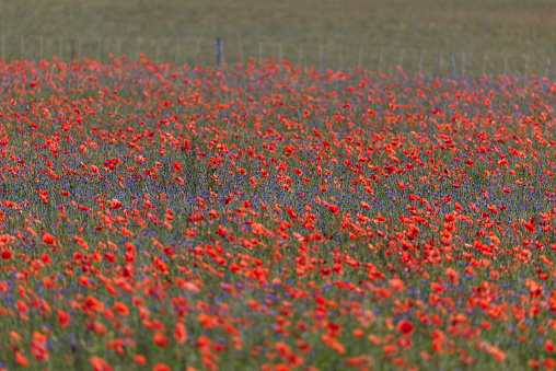 California Poppies outside of the Antelope Valley Poppy Preserve in Lancaster, California.