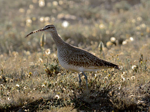 A single Hudsonian Whimbrel (Numenius hudsonicus) rests in a meadow on the Chilean coast on its way back to the North American tundra to breed in May.