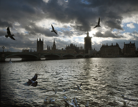 View of Big Ben in London with seagulls and river.