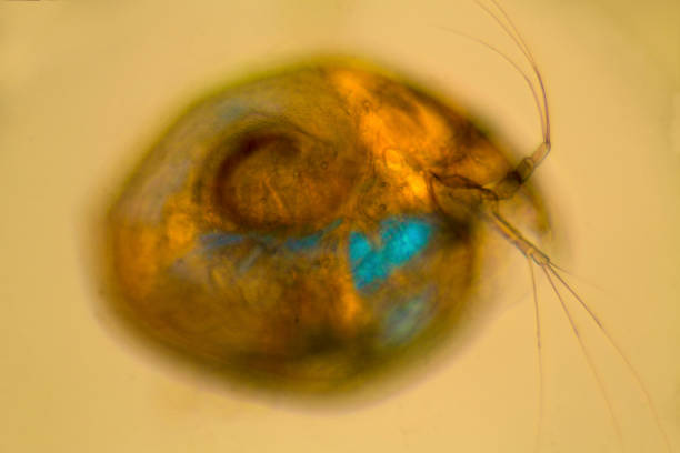 istock Cladoceran amphipod, a microscopic crustacean in pond water, with polarization. 1307466328