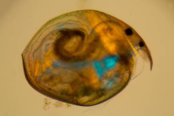 istock Cladoceran amphipod, a microscopic crustacean in pond water, with polarization. 1307466354