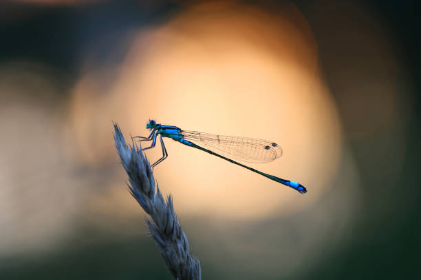istock Dragonfly is a predator and rests before hunting 1307466488
