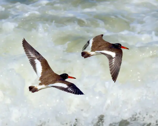 Two American Oystercatchers (Haematopus palliatus) fly over the white-water surf of the Pacific Ocean in southern Chile