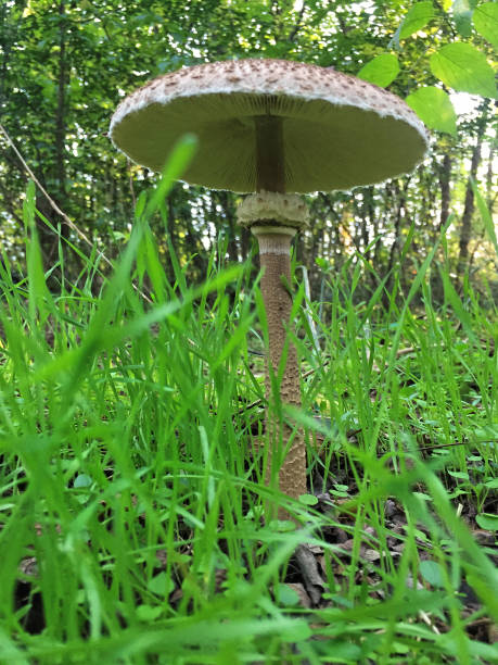 istock Edible Parasol mushrooms in the woods 1307467377