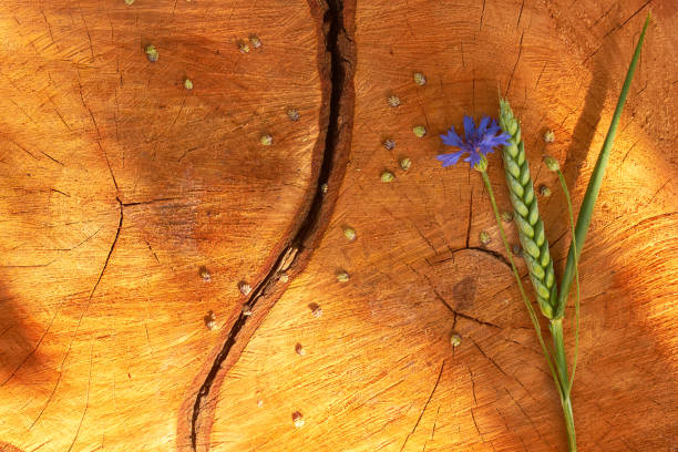 istock Cornflower and spikelet flower on a cracked stump. Tree rings texture. Wooden background pattern. 1307467801