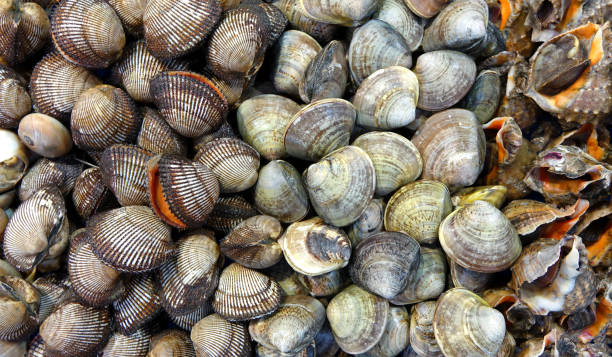 istock Variety of shelled seafood in full frame format 1307469048