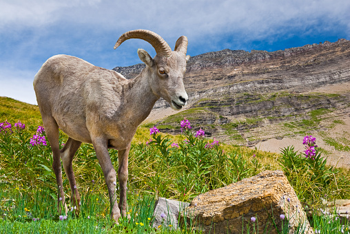 Portrait of a young bighorn ram with mountains and trees in the background.