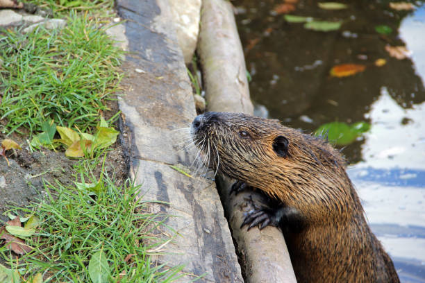 coypu