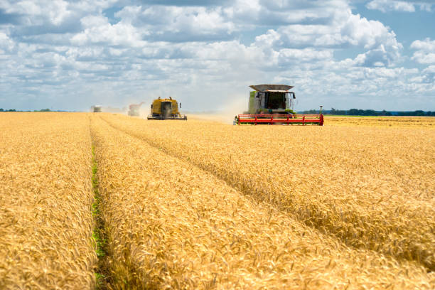 istock Combine harvester harvesting wheat 1307471106