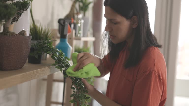 Woman doing housework and cleaning potted plant with rag