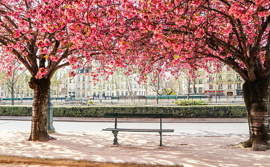 Beautiful blooming sakura or cherry trees with pink flowers on the street of Paris in spring