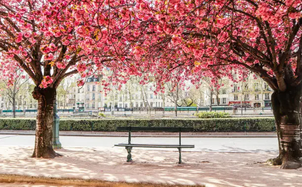 Photo of Beautiful blooming sakura or cherry trees with pink flowers on the street of Paris in spring