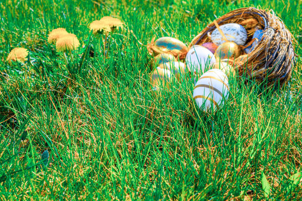 lapin de pâques. oeuf d’or avec des fleurs jaunes de source dans le panier de célébration sur le fond vert d’herbe. joyeux concept de pâques. - easter or easter bunny or easter egg or easter basket not business not silhouette photos et images de collection