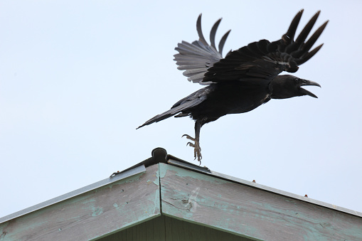 Crow leaving from a roof.