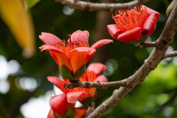 istock blooming Bombax ceiba or red cotton 1307478790