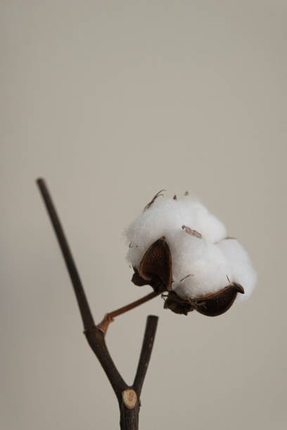 istock Cotton plant on light beige background. 1307481359