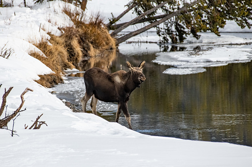 Bull moose with new antlers just starting to grow is walking in shallow water, and looking at camera in Yellowstone National Park, Wyoming, USA