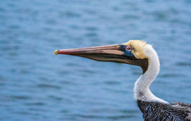 istock Pelicans on the Water 1307485132