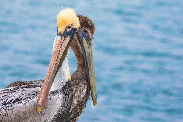 istock Pelicans on the Water 1307485136
