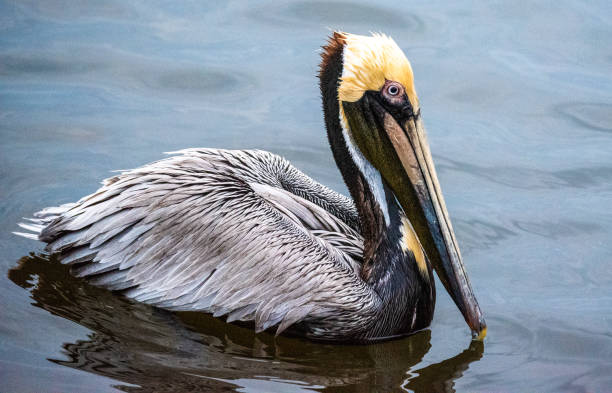 istock Pelicans on the Water 1307485147