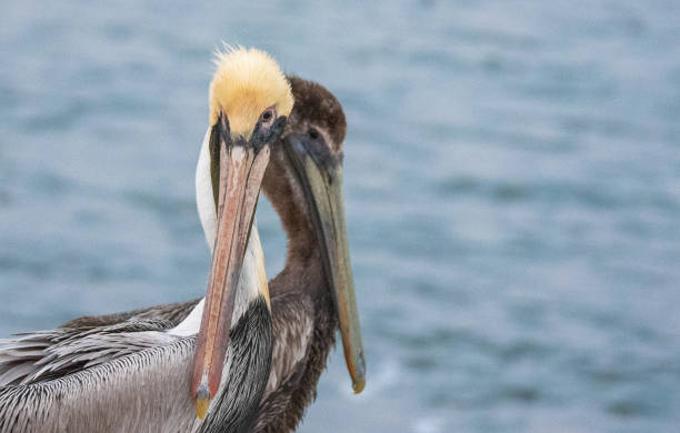 istock Pelicans on the Water 1307485156