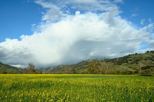 Field of springtime field mustard, blooming along the California Coast range, with cloudy sky in background.\n\nTaken in California Coastal Range, USA.