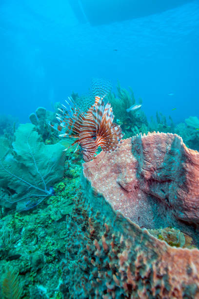 istock Caribbean coral garden 1307485548