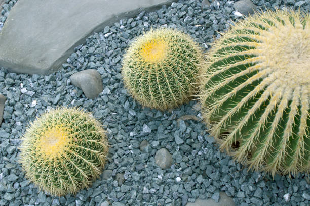 istock Echinocactus grusonii or Golden barrel cactus in the garden. 1307486458