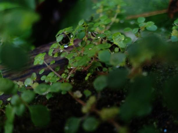 istock raindrops trapped on the leaves 1307486470