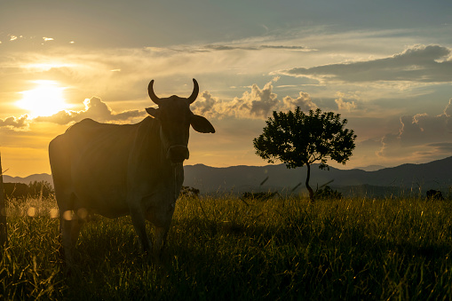 silhouette of nelore cattle on pasture at sunset