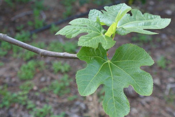 istock Black Mission Fig Leaves on Tree 1307487181