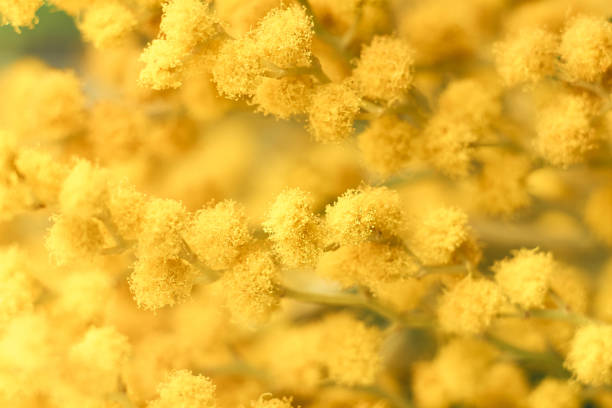istock Mimosa flowers macro Yellow spring flowers background 1307488443