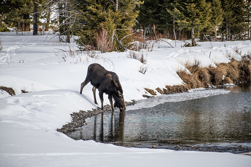 Bull moose, drinking water, with new antlers just starting to grow is walking in shallow water, and looking at camera in Yellowstone National Park, Wyoming, USA