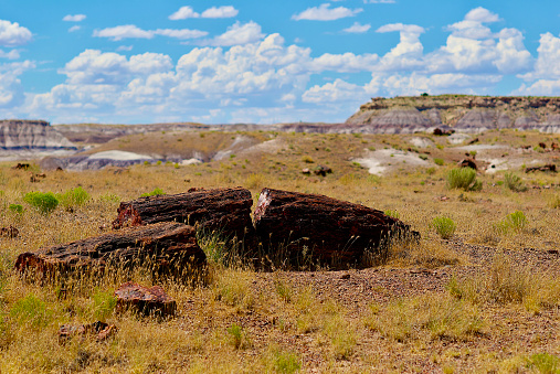 Petrified Forest, Arizona / USA - July 26, 2020: A petrified log sits on the ground with mesas in the background in Petrified Forest National Park.