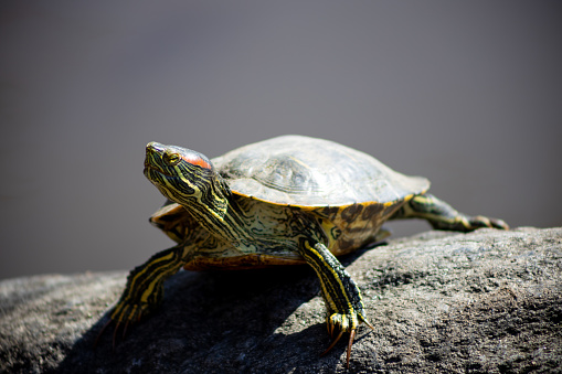 Close up of a red eared slider turtle on a rock