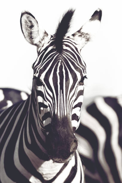 istock Black and white profile of zebra. 1307491124