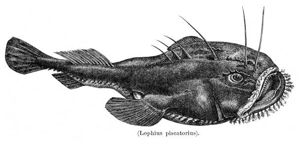 ilustraciones, imágenes clip art, dibujos animados e iconos de stock de grabado de pescador o rape 1897 - anglerfish