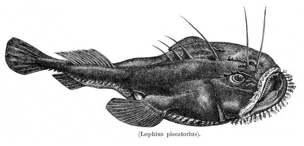 illustrazioni stock, clip art, cartoni animati e icone di tendenza di incisione pescatrice o rana pescatrice 1897 - anglerfish